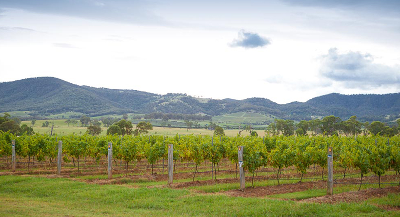 McLeish Estate Vineyard